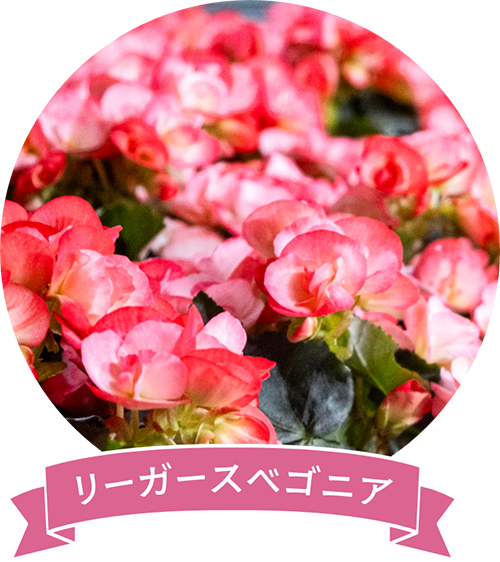 リーガースベゴニア